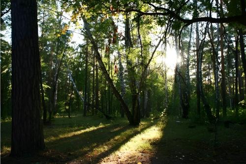 Бузулукский бор